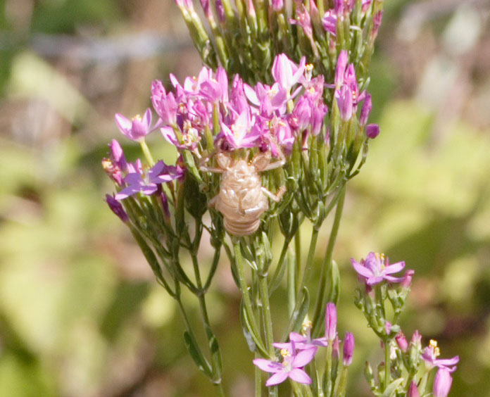 Centaurium erythraea / Centauro maggiore